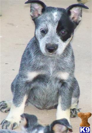 Australian Cattle Dog